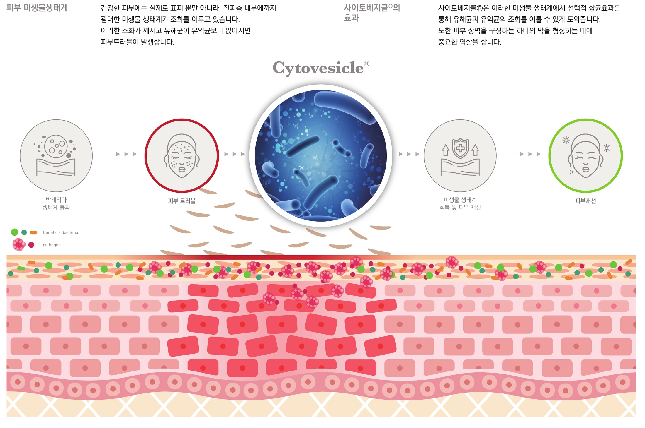 Cytovesicle microbiome ecosystem and skin barrier