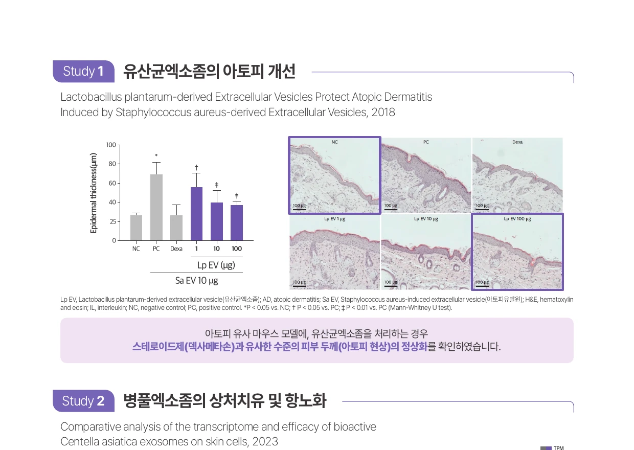 유산균 엑소좀과 피부 장벽